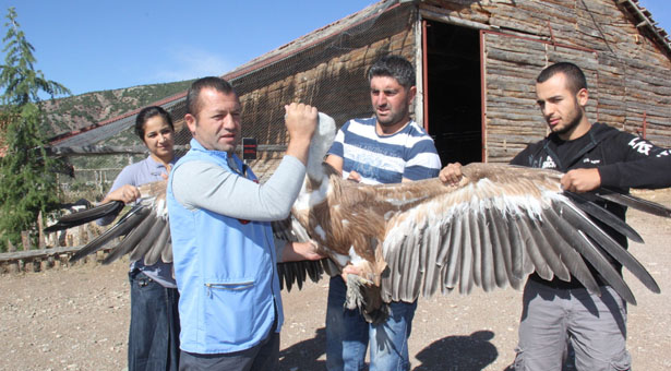 Kizil Akbaba Dogaya Uyum Saglamakta Zorlandi Burdurweb Burdur Haber